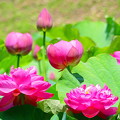 写真: 久米南「花はす公園」NO.１０