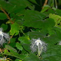 写真: カラスウリの花