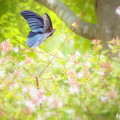 写真: 蝶の飛翔NO.４