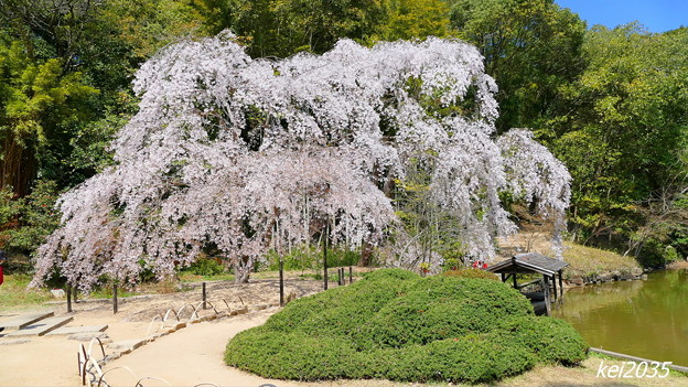 写真: 曹源寺の枝垂桜
