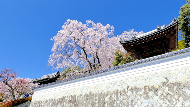 写真: 千光寺の枝垂桜NO.1