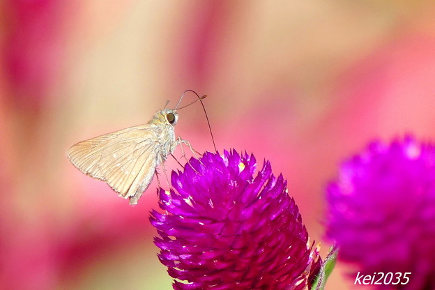 写真: 蝶と花