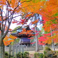 写真: 龍泉寺の紅葉NO.10