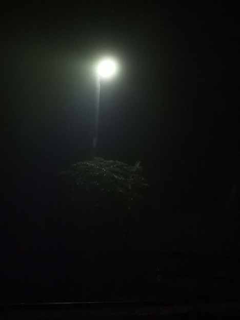写真: 霧の夜 (1)