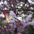 八重桜＃３