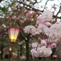 写真: 八重桜＃４