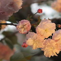 八重桜＃５