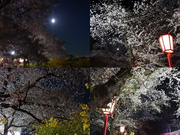 20180330_夜桜