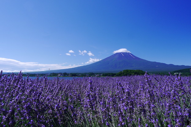 写真: 大石公園から富士山