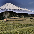 写真: 茶畑と富士山