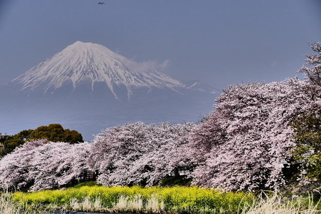 写真: 2017年の桜と富士山