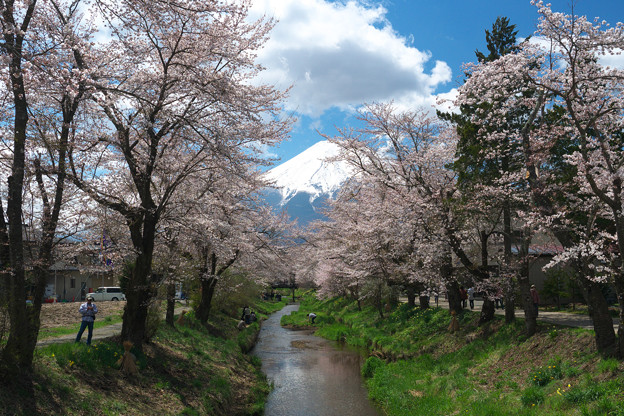 写真: 富士山と桜＠忍野　RAW