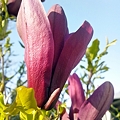 シモクレンの花