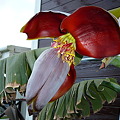 写真: 宮崎バナナの花