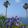 ジャカランダの花と日南海岸