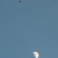 写真: 月に見守られる雲雀