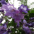 雨のジャカランダの花