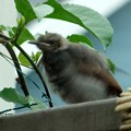 写真: ヒヨドリの幼鳥