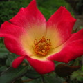 写真: 薔薇の花