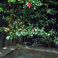 写真: 霧島温泉の山茶花