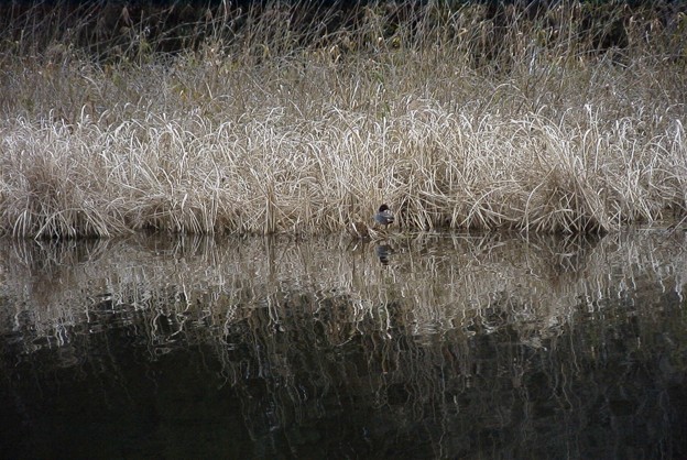 早水神社の池の小鴨