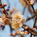 写真: 咲き始めた白梅