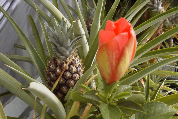 花の陰のパイナップル