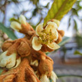 Photos: 枇杷の花