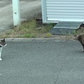 写真: 家猫VS野良猫