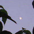 マルベリーの葉と月