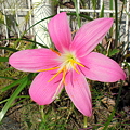 写真: ゼフィランサスの花