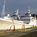 写真: 目井津港の漁船団