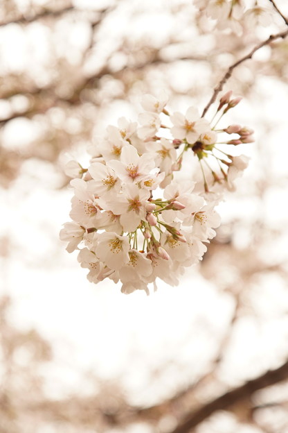 写真: Cherry Blossom 2