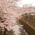 写真: Cherry Blossom 3