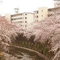 写真: Cherry Blossom 4