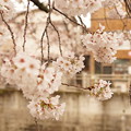 写真: Cherry Blossom 5