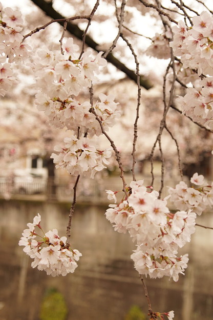 写真: Cherry Blossom 6