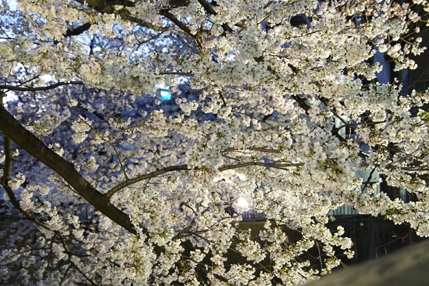 写真: Ilminated Cherry Blossom 2