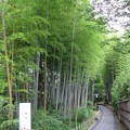 写真: 修善寺温泉（静岡県伊豆市）竹林の小径