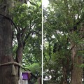 写真: 大宮八幡宮（杉並区）共生の木
