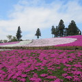 17.04.25.羊山公園 （秩父市）芝桜の丘