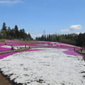 写真: 17.04.25.羊山公園 （秩父市）芝桜の丘