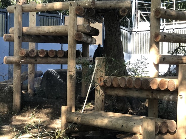 上野動物園（台東区上野公園）ジャイアントパンダ