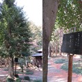 鎌形八幡神社（嵐山町）九洲天岩戸神社移柱 招霊の木