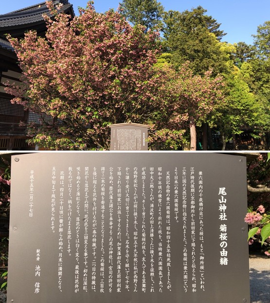 写真: 尾山神社（金沢市）菊桜