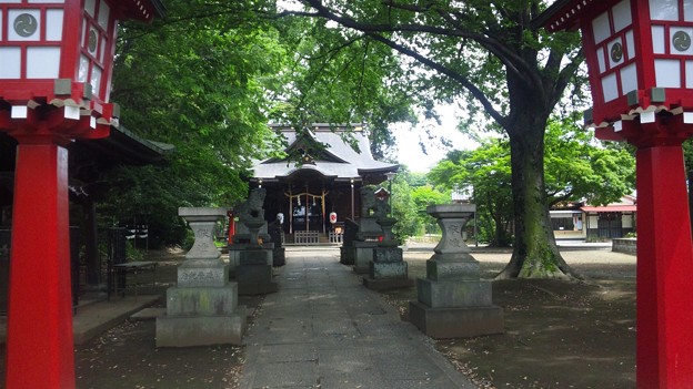 写真: 江古田氷川神社(中野区江古田)