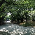 写真: 13.06.09.旧渋沢庭園／飛鳥山公園（東京都北区）