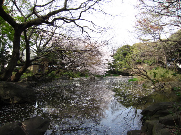 写真: 12.04.10.名主の滝公園（東京都北区）