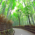 写真: 竹トレイル