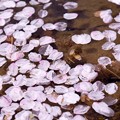 写真: 水面の桜〜
